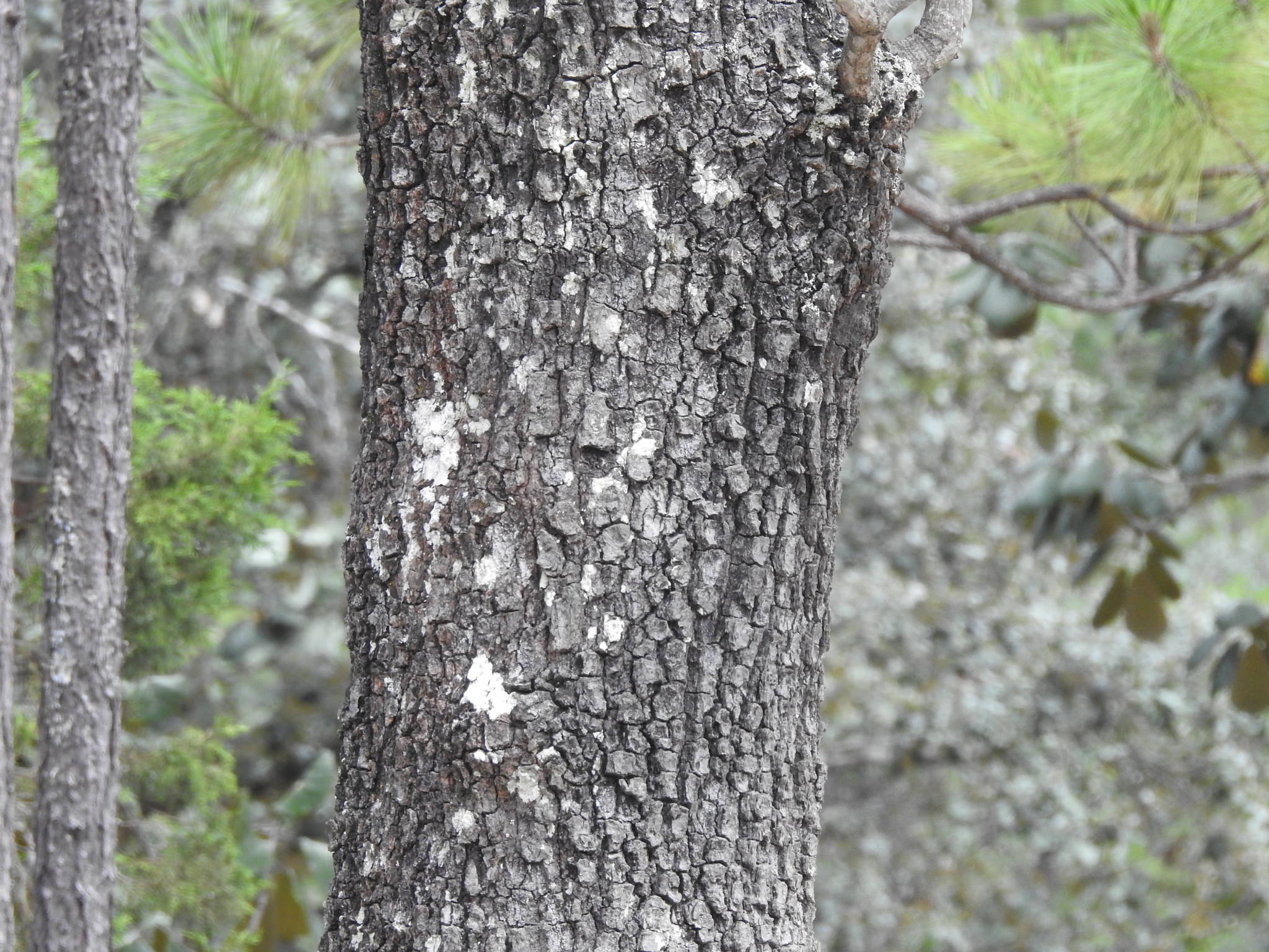Quercus urbanii